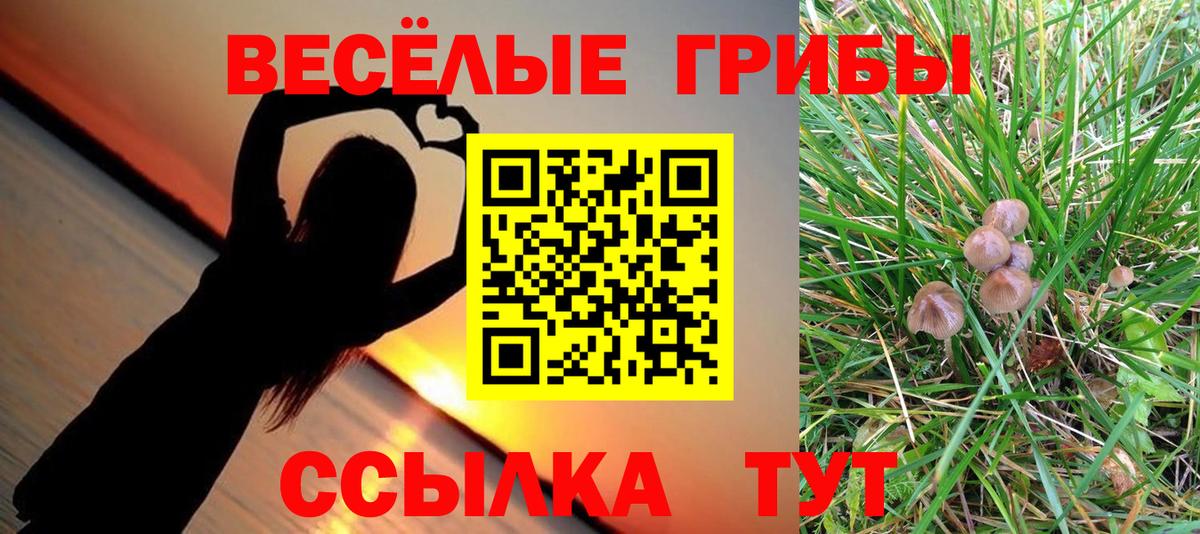 Галлюциногенные грибы Psilocybe Россия